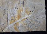 Zamites feneonis BRONGNIART - Bild &copy; FossNet FossilienStore